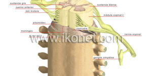 anatomia de la medula espinal