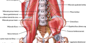 anatomia de la region lumbar