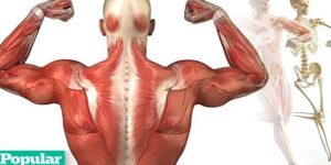 anatomia muscular humana