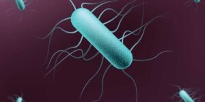bacterias en comparacion