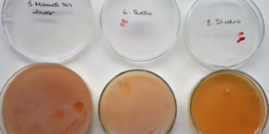 bacterias en cultivo