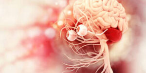 cerebro y sistema nervioso