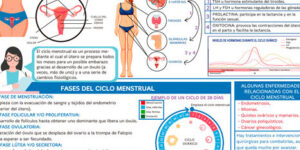 diagrama del ciclo menstrual