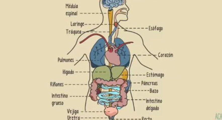 organos internos del cuerpo humano