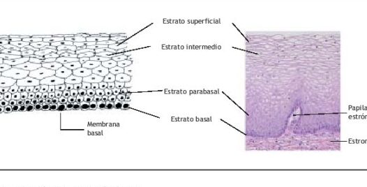 proceso de biopsia visual