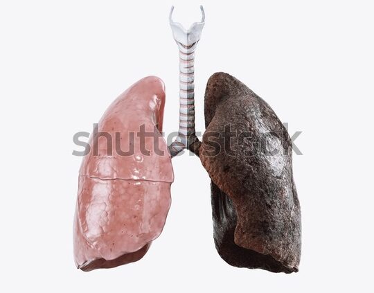 pulmones sanos sin fumar