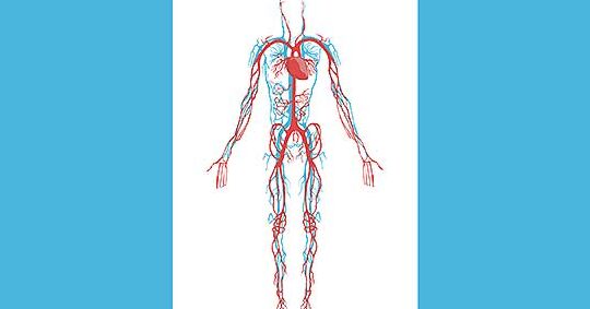 anatomia del sistema circulatorio